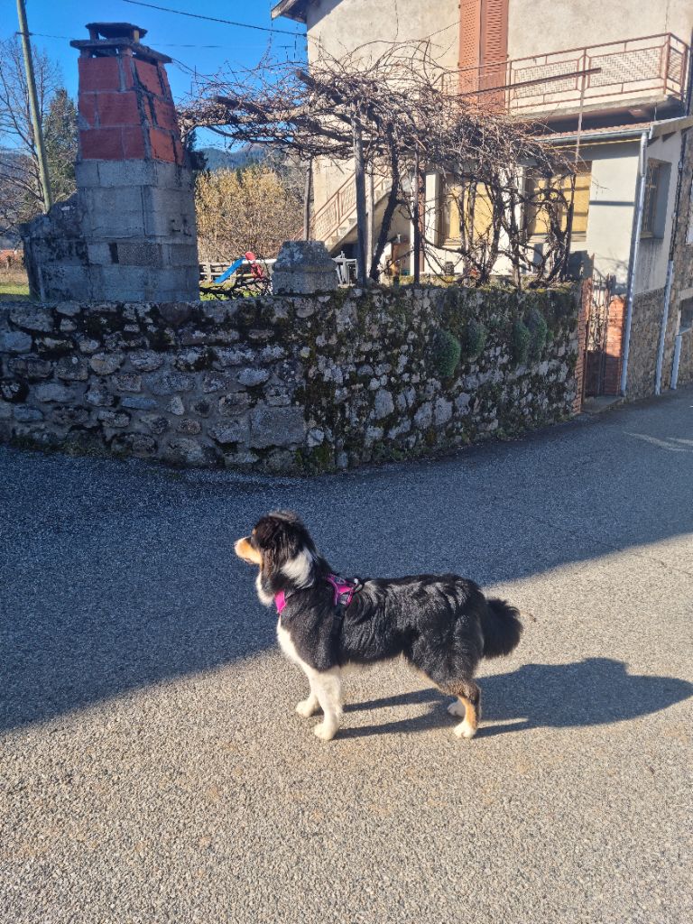 Shanna Des Montagnes De Lika