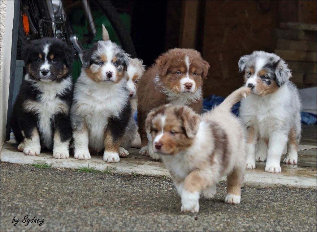 Chiot Berger Australien Des Montagnes De Lika