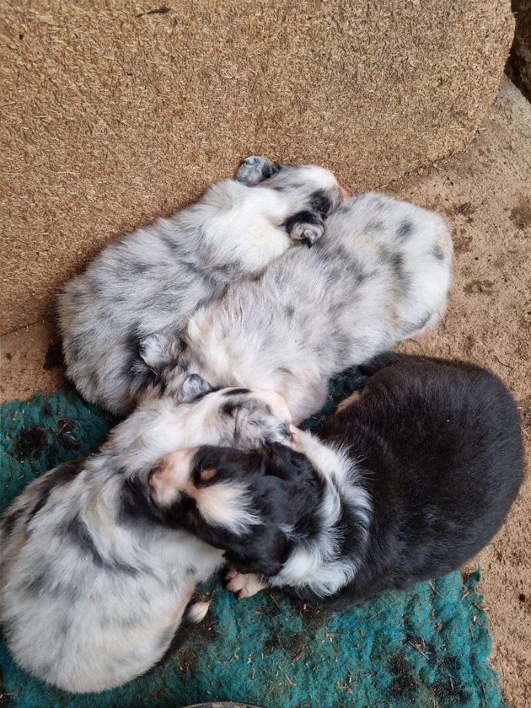 Chiot Berger Australien Des Montagnes De Lika